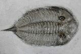 Plate With Four Trilobites, Cystoid & Crinoid - Rochester Shale #175630-7